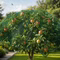 Vogelschutz-Netz-ID1220-Lifestyle-1.jpg Bild des Vogelschutznetzes auf einem Apfelbaum