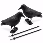 Bild des Windhager Taubenschreck Rabens Bild des Windhager Taubenschreck Rabens
