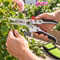 Bild der Windhager Blumenschere Bild der Windhager Blumenschere