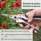 blumenschere-2k-k12779-8.jpg Bild einer Blumenschere beim Schneiden von Rosen inkl. Infotext