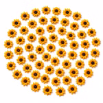 Bild der 60 Sonnenblumenaufkleber Bild der 60 Sonnenblumenaufkleber
