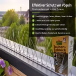 Bild des Florissa Taubenschrecks Bild des Florissa Taubenschrecks