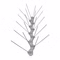 Bild des Florissa Taubenschrecks Bild des Florissa Taubenschrecks